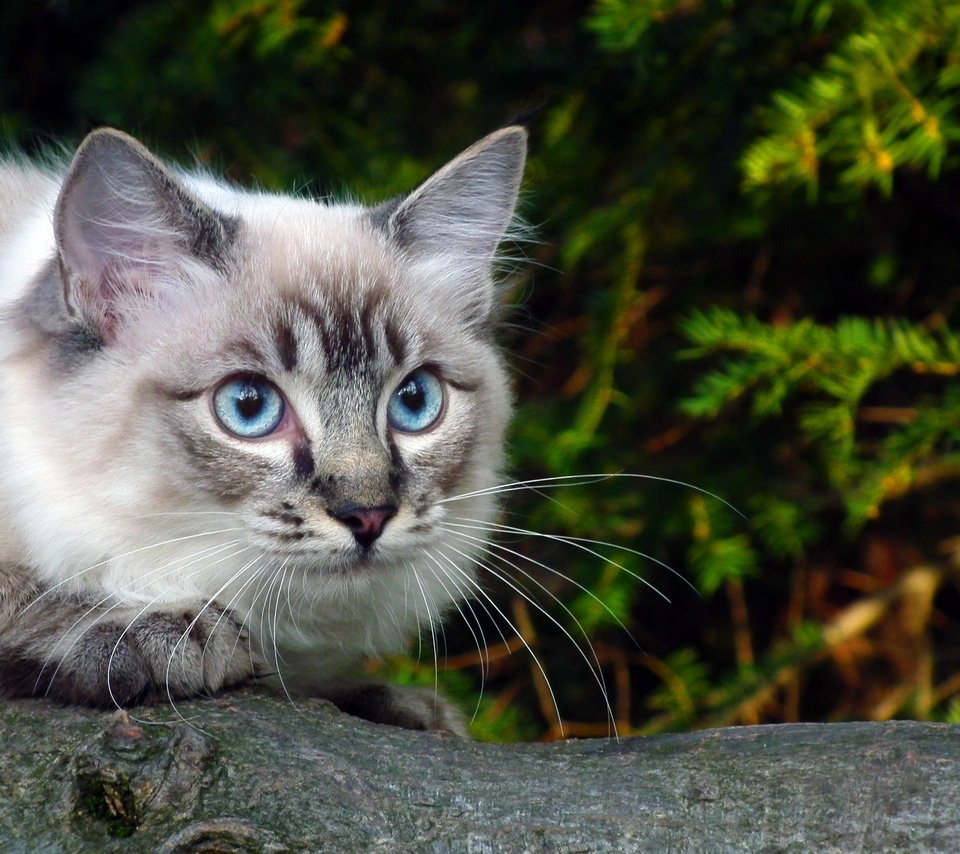 Обои глаза, ветка, зелень, кошка, голубые, eyes, branch, greens, cat, blue разрешение 2592x1944 Загрузить