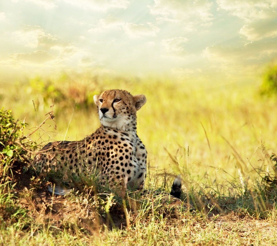 Обои африка, хищник, гепард, саванна, africa, predator, cheetah, savannah разрешение 2560x1600 Загрузить