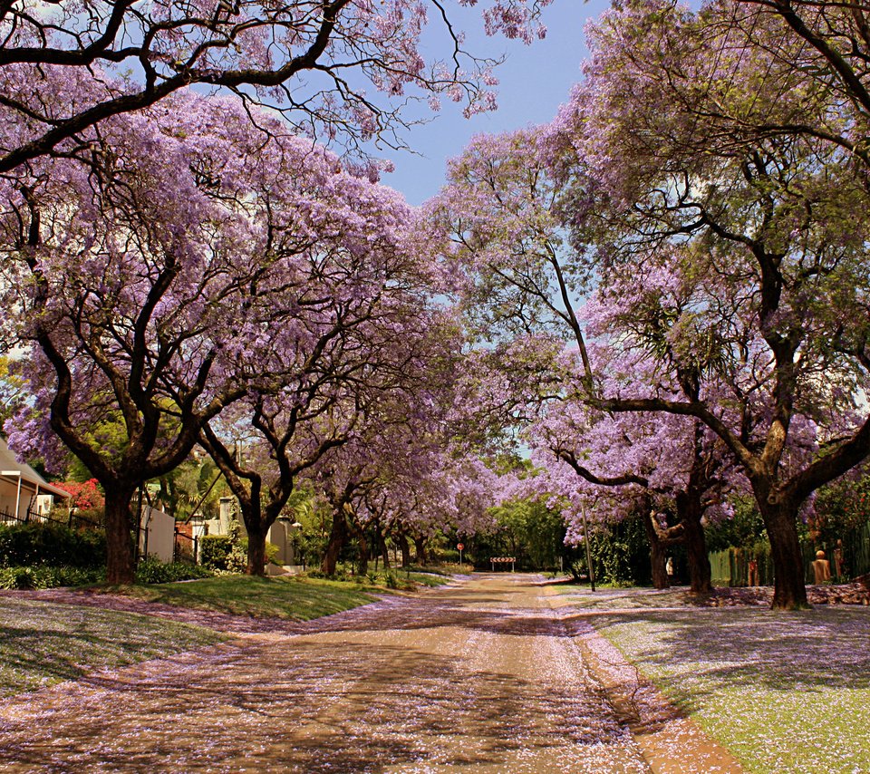 Обои природа, красота, улица, весна, деревья в цвету, nature, beauty, street, spring, trees in bloom разрешение 2560x1600 Загрузить