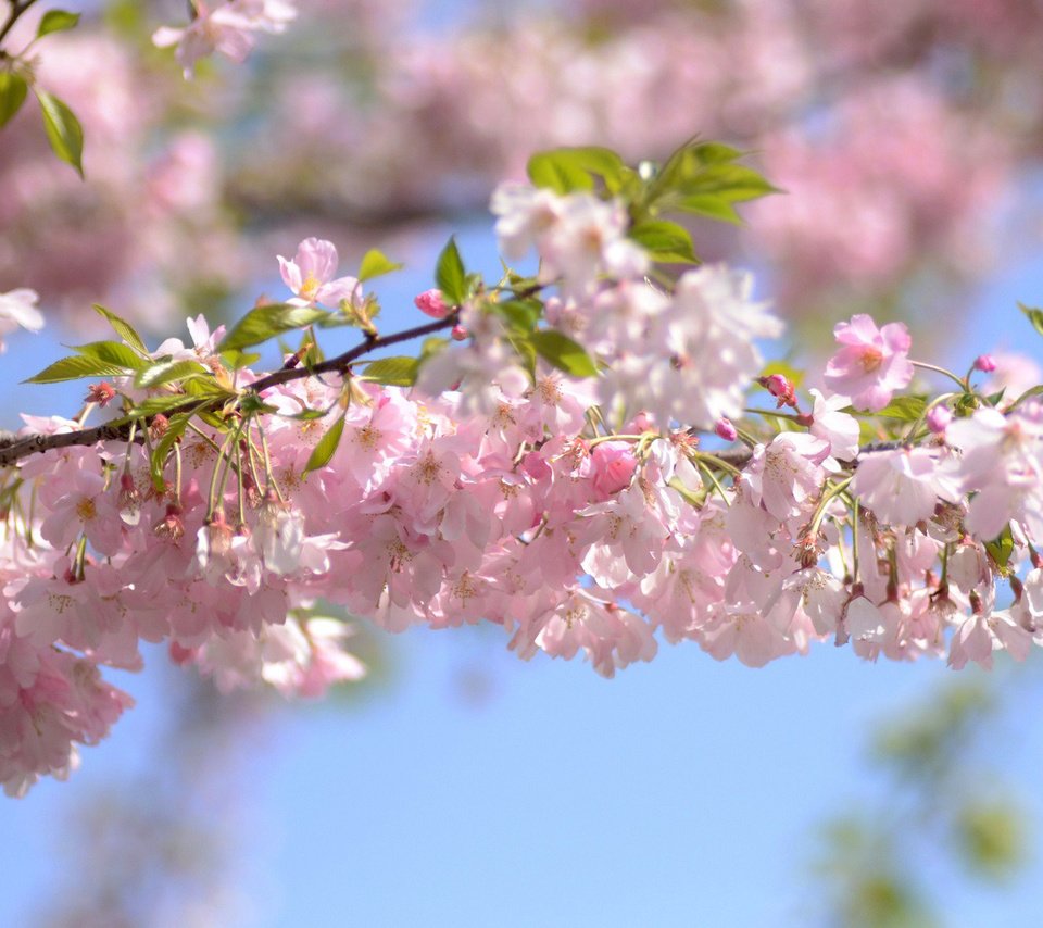 Обои небо, цветы, ветка, цветение, весна, вишня, the sky, flowers, branch, flowering, spring, cherry разрешение 1920x1200 Загрузить