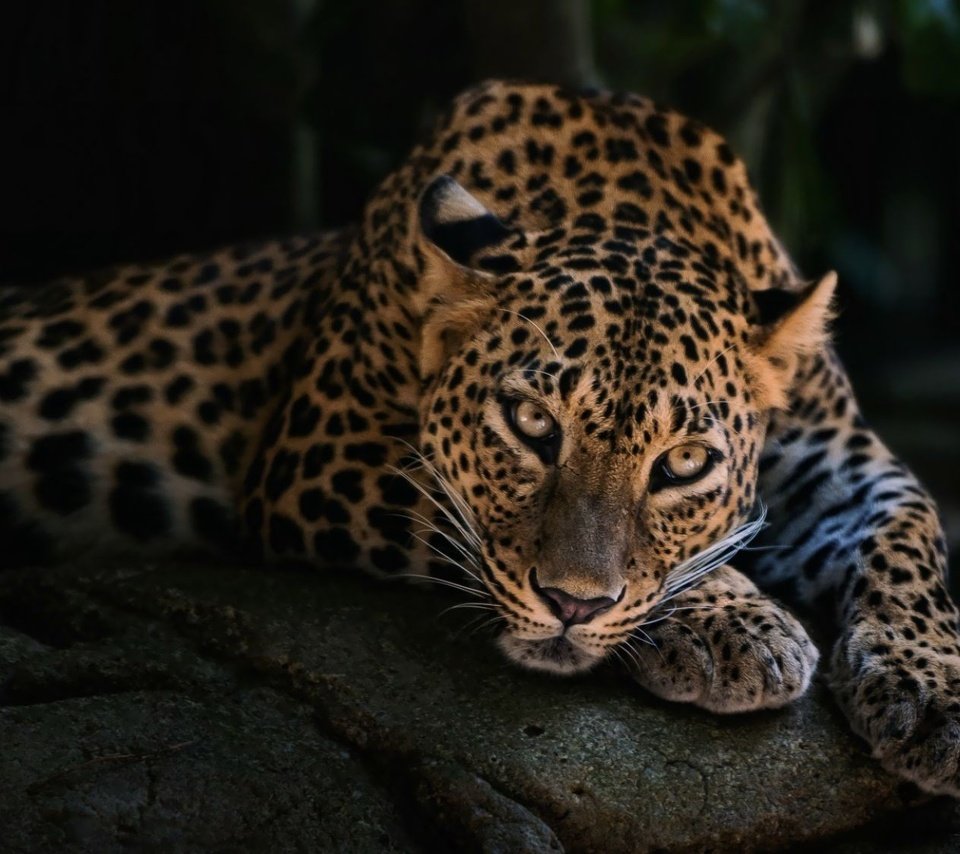 Обои морда, лежит, леопард, хищник, face, lies, leopard, predator разрешение 2000x1125 Загрузить