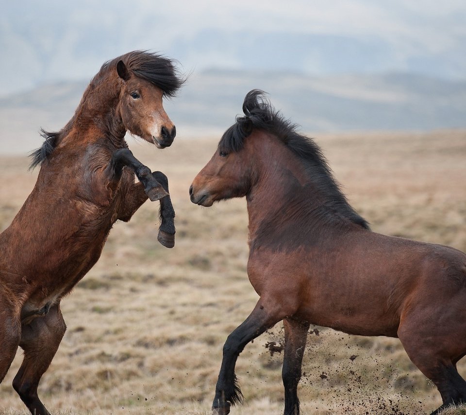 Обои небо, горы, природа, поле, лошади, кони, копыта, жеребцы, the sky, mountains, nature, field, horse, horses, hooves, stallions разрешение 2560x1600 Загрузить