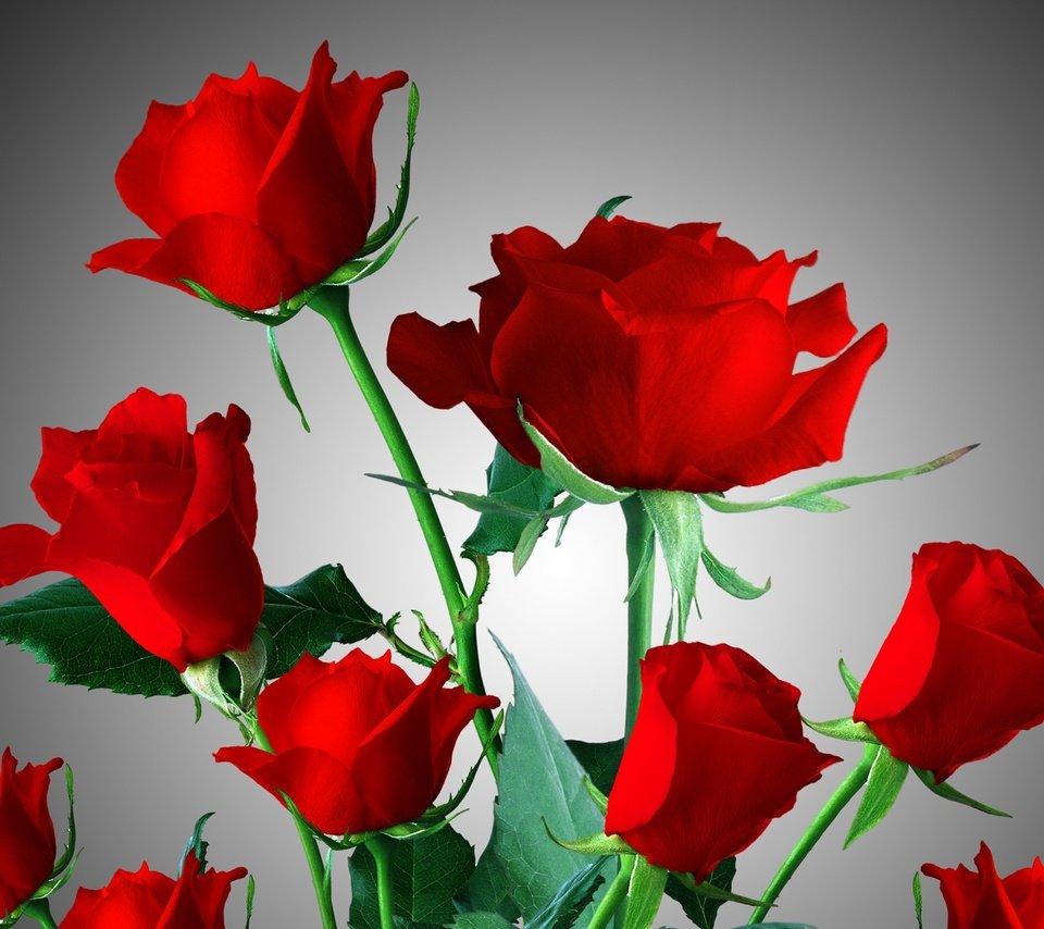 Обои цветы, розы, красные, букет, flowers, roses, red, bouquet разрешение 2560x1600 Загрузить