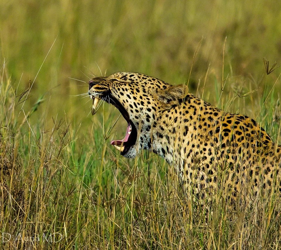 Обои трава, леопард, хищник, профиль, большая кошка, оскал, grass, leopard, predator, profile, big cat, grin разрешение 1920x1278 Загрузить