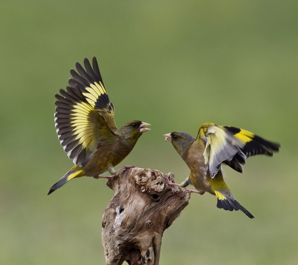 Обои природа, птицы, щегол, щеглы, ссора, nature, birds, goldfinch, goldfinches, fight разрешение 2048x1342 Загрузить