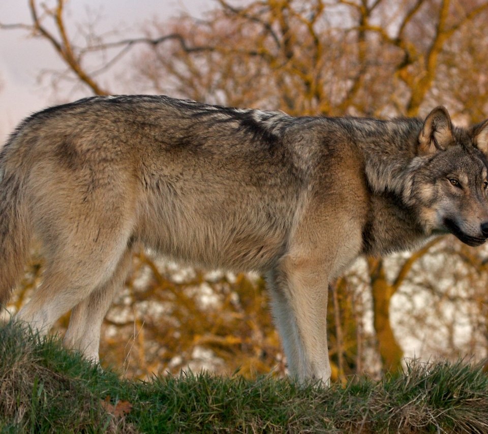 Обои природа, лес, хищник, волк, nature, forest, predator, wolf разрешение 2300x1592 Загрузить