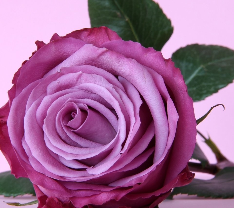 Обои макро, роза, лепестки, бутон, macro, rose, petals, bud разрешение 1920x1080 Загрузить
