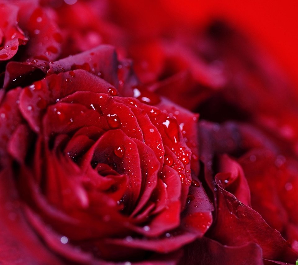 Обои капли, розы, красные, букет, много, drops, roses, red, bouquet, a lot разрешение 1920x1080 Загрузить