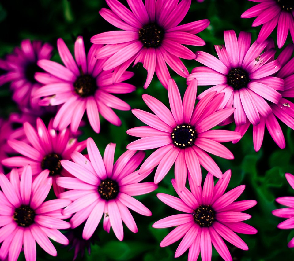 Обои цветы, фон, розовые, клумба, flowers, background, pink, flowerbed разрешение 1920x1200 Загрузить