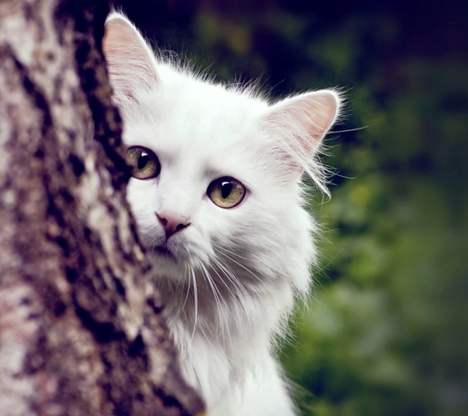 Обои дерево, кот, кошка, пушистый, белый, tree, cat, fluffy, white разрешение 2000x1250 Загрузить