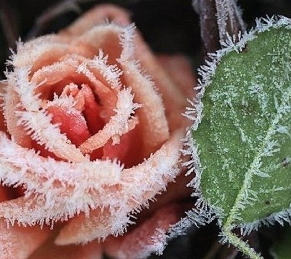 Обои цветы, растения, мороз, роза, flowers, plants, frost, rose разрешение 1920x1080 Загрузить