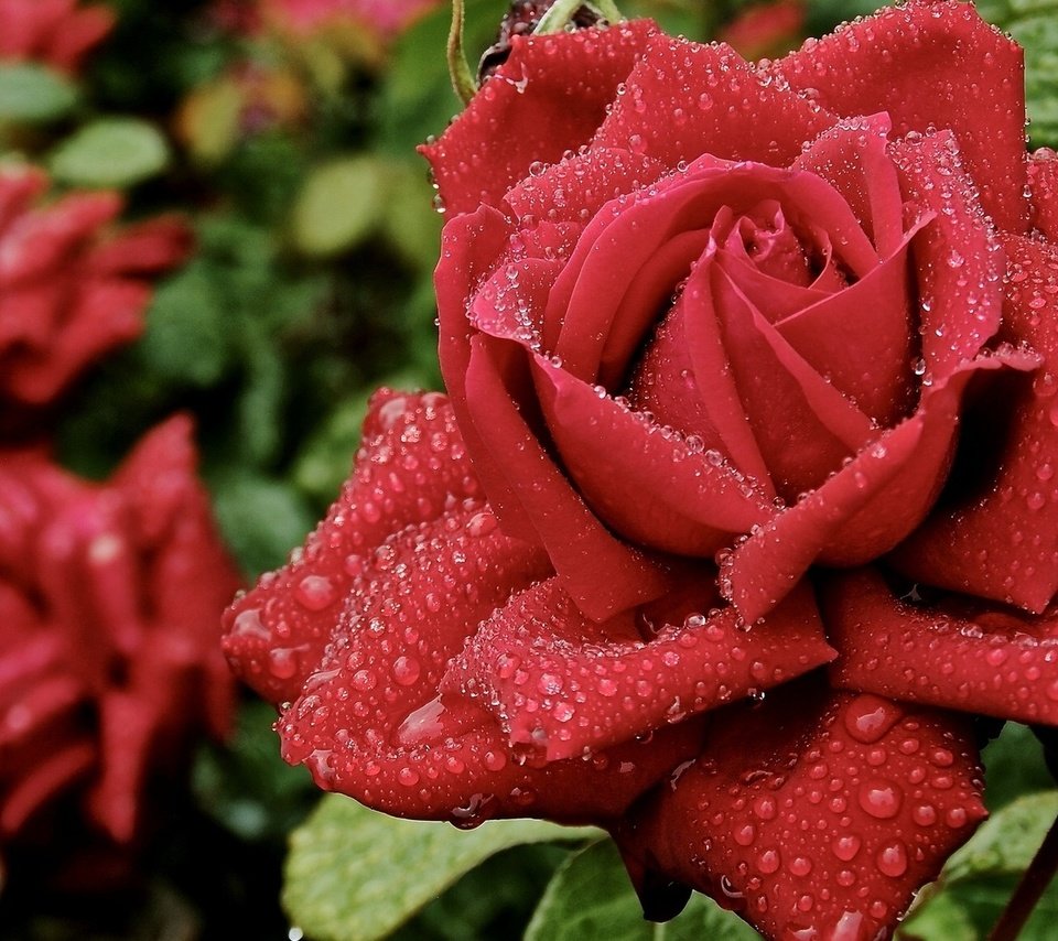 Обои роса, капли, роза, лепестки, rosa, drops, rose, petals разрешение 1920x1080 Загрузить
