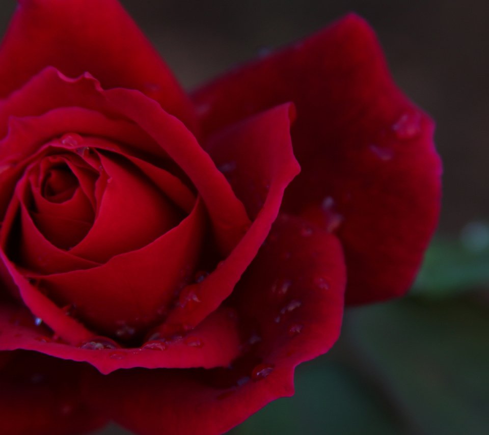 Обои цветок, роза, яркая., flower, rose, bright. разрешение 1920x1200 Загрузить