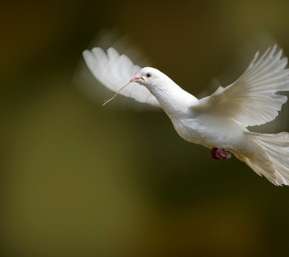 Обои полет, белый, голубь, летит, flight, white, dove, flies разрешение 1920x1200 Загрузить