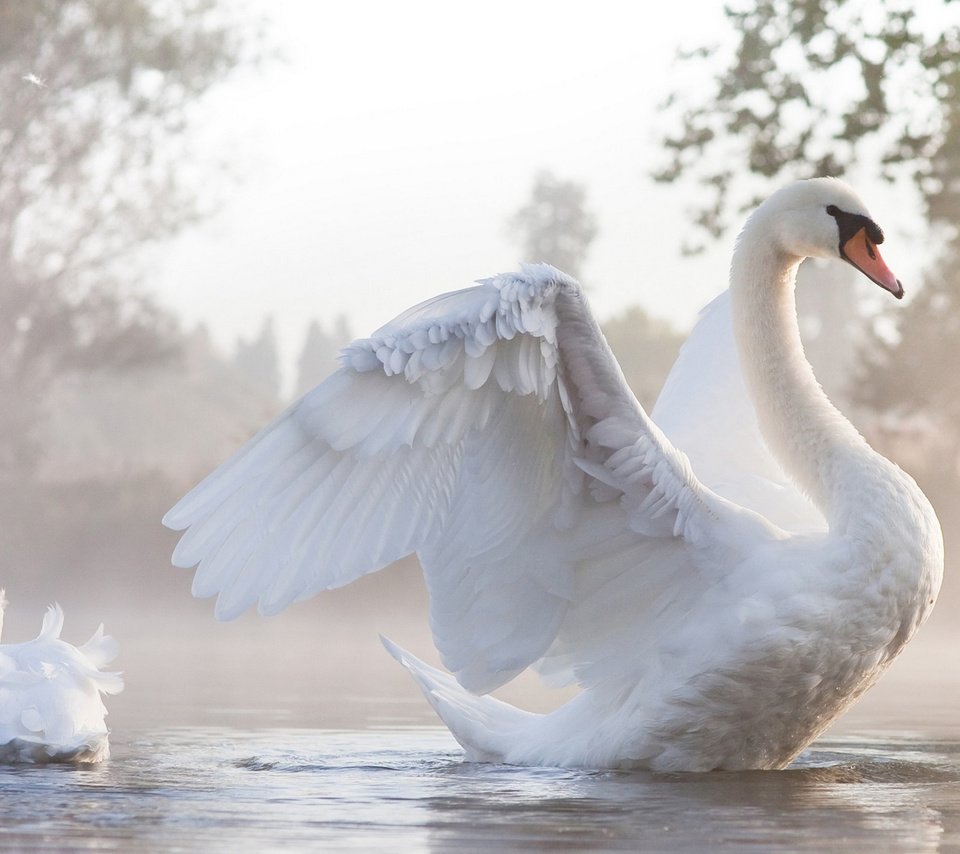 Обои крылья, птица, белые, большие, лебедь, красивая, расправил, грациозность, wings, bird, white, large, swan, beautiful, spread, grace разрешение 1920x1080 Загрузить