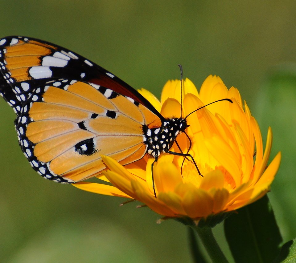 Обои желтый, цветок, бабочка, зеленый фон, yellow, flower, butterfly, green background разрешение 2560x1920 Загрузить