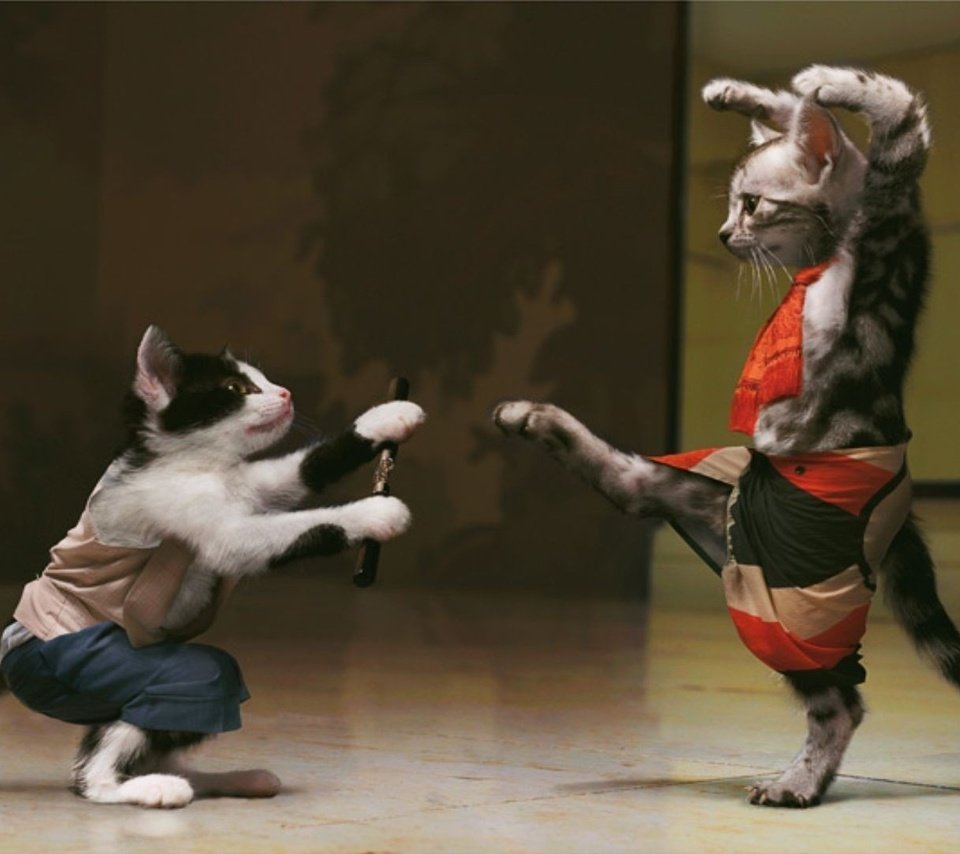 Обои кошка, коты, юмор, кошки, красивые, смешная картинка, на которой изображены, котята-каратисты., cat, cats, humor, beautiful, funny picture, which shows, kittens-karate. разрешение 1920x1080 Загрузить