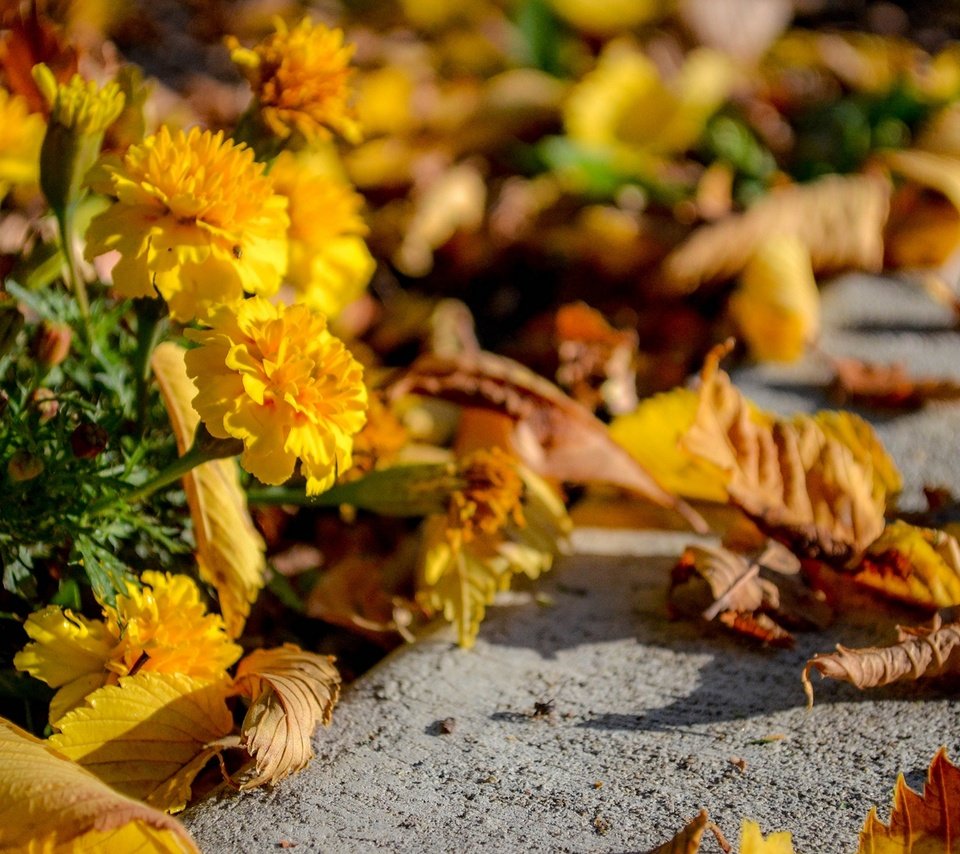 Обои цветы, листья, осень, асфальт, flowers, leaves, autumn, asphalt разрешение 1920x1200 Загрузить