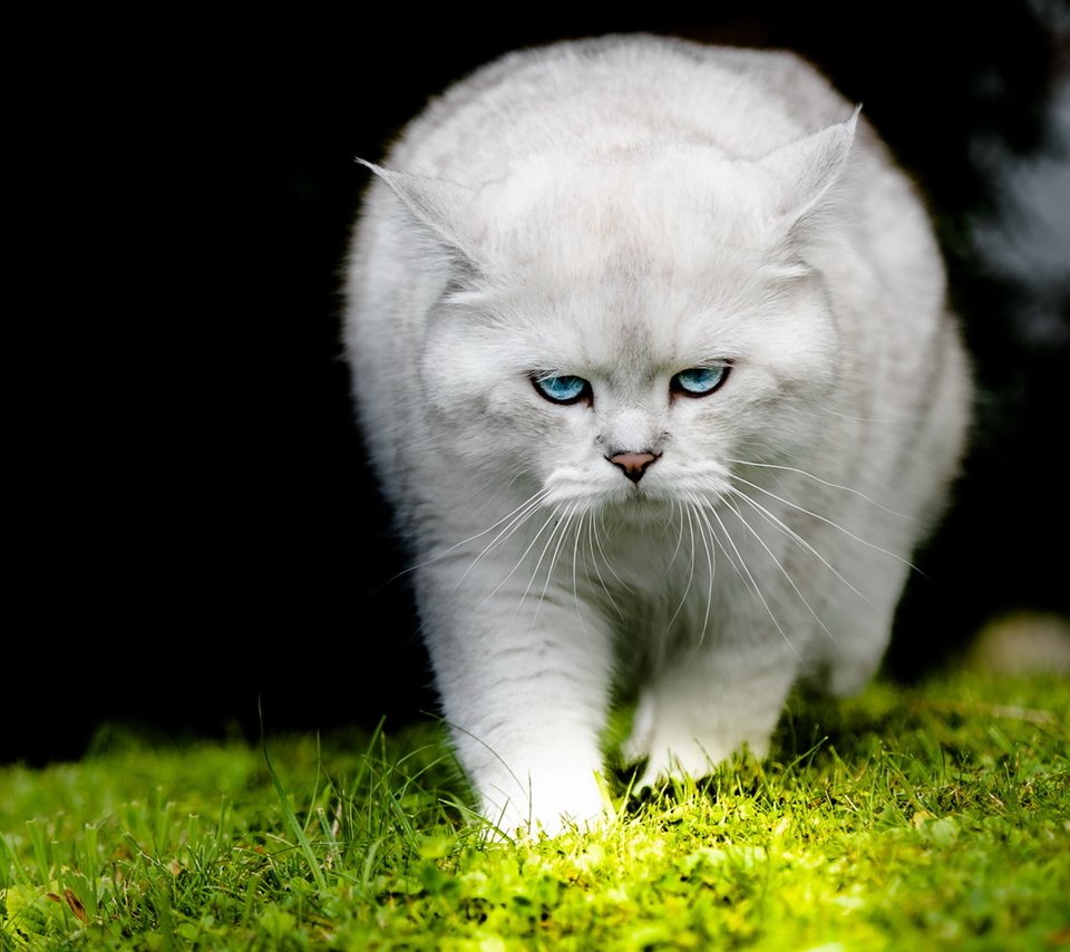 Обои кот, кошка, взгляд, белый, cat, look, white разрешение 1920x1200 Загрузить