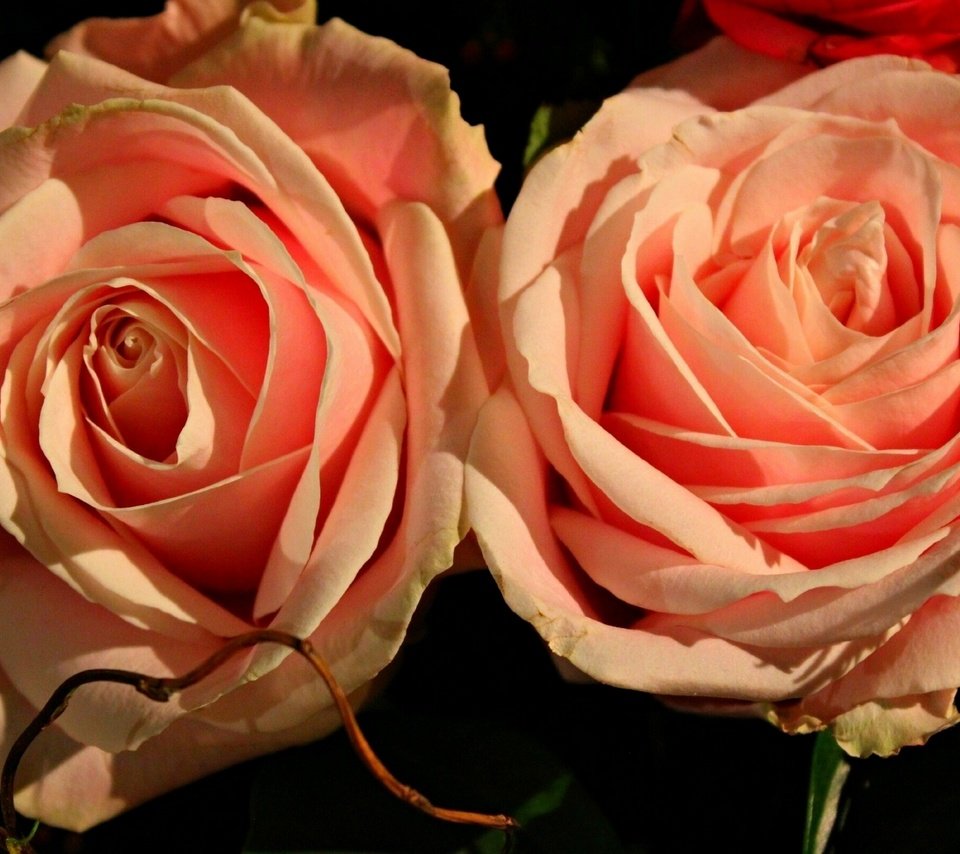 Обои цветы, макро, розы, дуэт, flowers, macro, roses, duo разрешение 1920x1201 Загрузить
