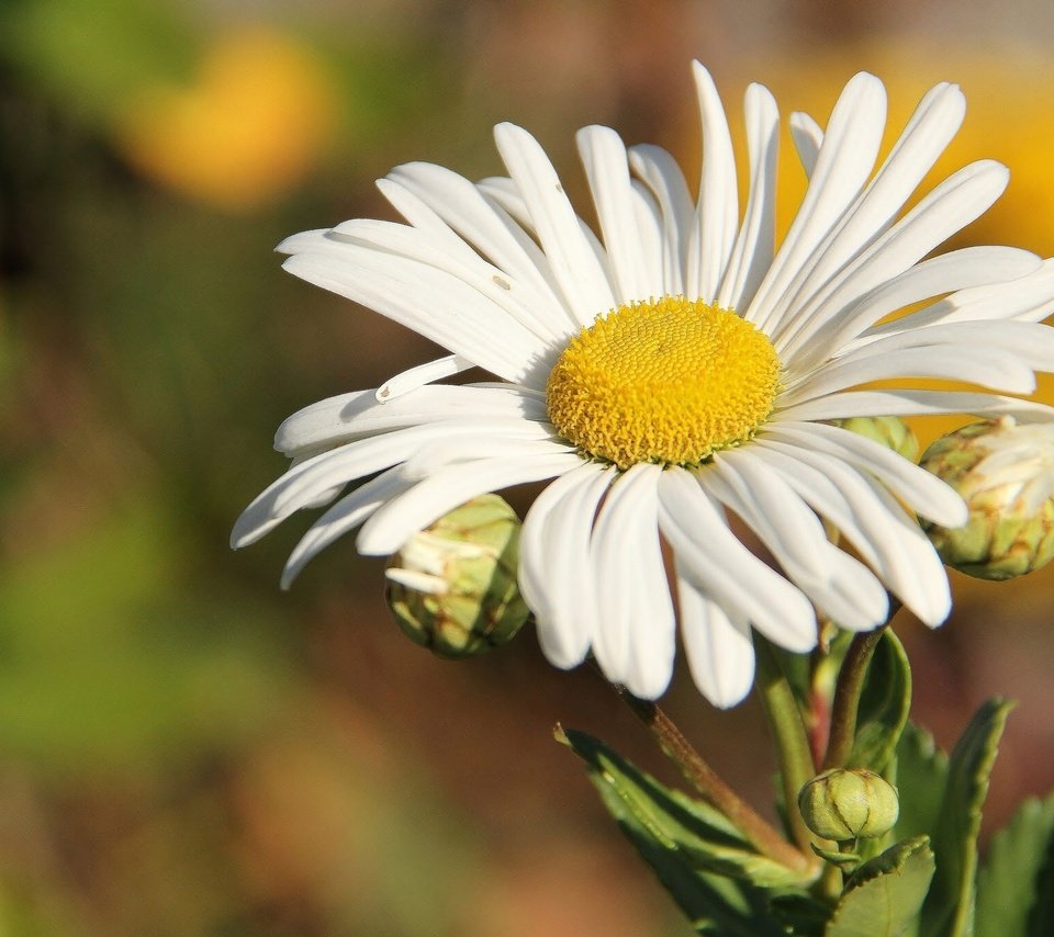 Обои природа, макро, цветок, ромашка, nature, macro, flower, daisy разрешение 2048x1365 Загрузить