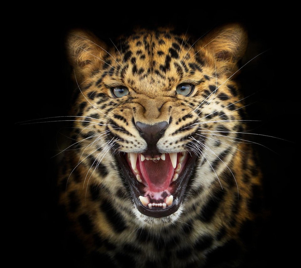 Обои морда, фон, взгляд, леопард, хищник, черный фон, оскал, рычание, face, background, look, leopard, predator, black background, grin, growl разрешение 2048x1536 Загрузить