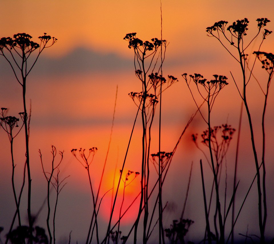 Обои небо, облака, вечер, закат, силуэт, растение, the sky, clouds, the evening, sunset, silhouette, plant разрешение 2048x1364 Загрузить