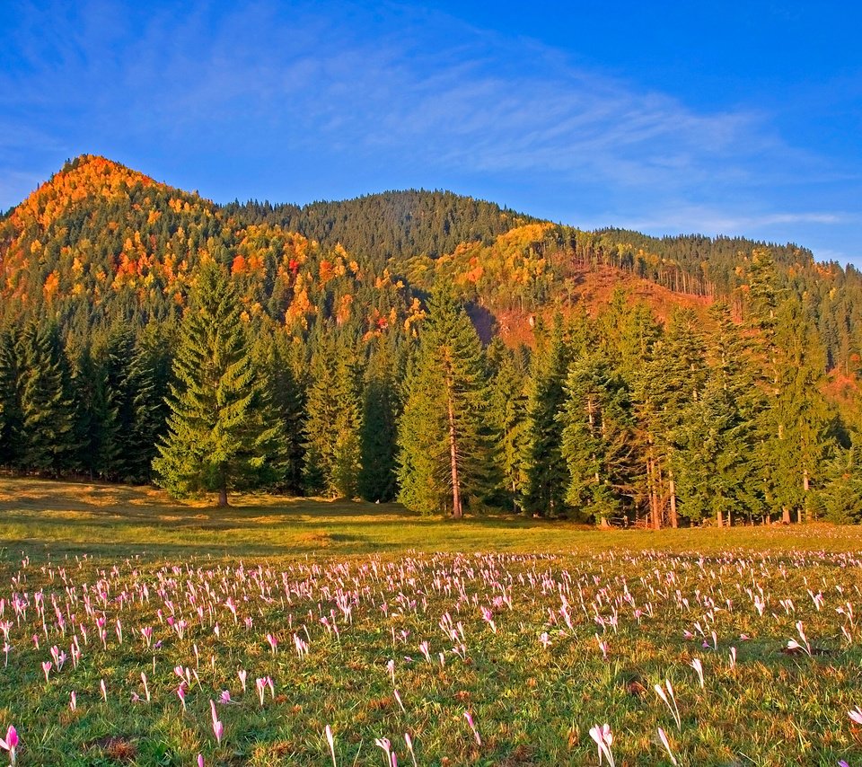 Обои небо, цветы, деревья, горы, лес, луг, румыния, the sky, flowers, trees, mountains, forest, meadow, romania разрешение 3000x2000 Загрузить