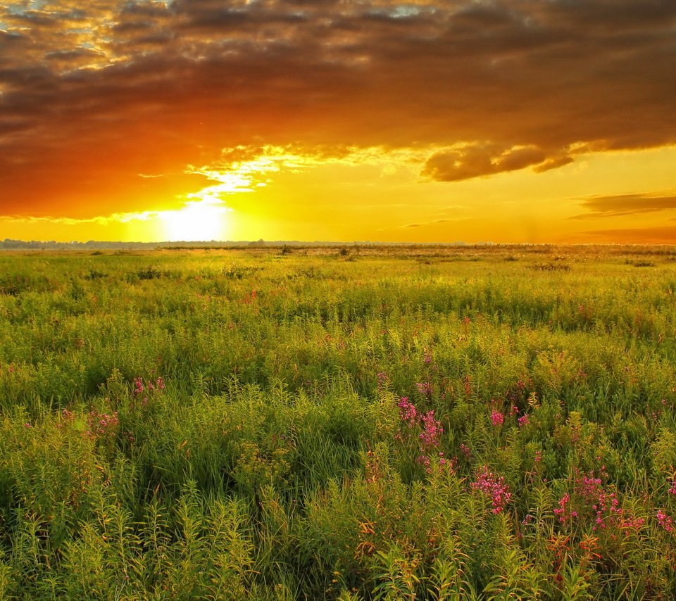 Обои небо, природа, закат, лето, луг, the sky, nature, sunset, summer, meadow разрешение 2560x1600 Загрузить