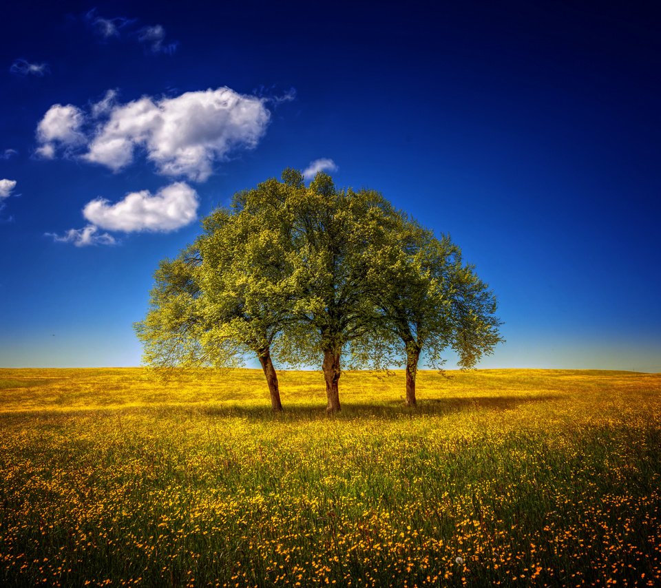 Обои небо, цветы, деревья, пейзаж, поле, луг, the sky, flowers, trees, landscape, field, meadow разрешение 1920x1280 Загрузить