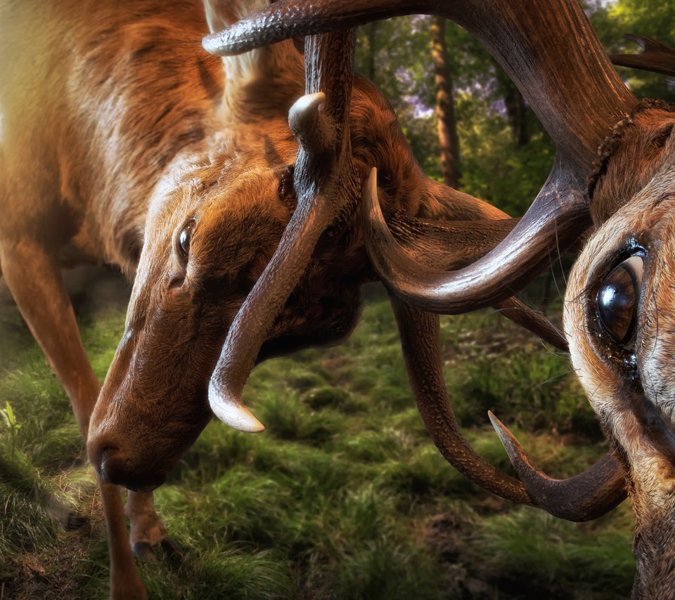 Обои битва, рога, олени, battle, horns, deer разрешение 2000x1335 Загрузить