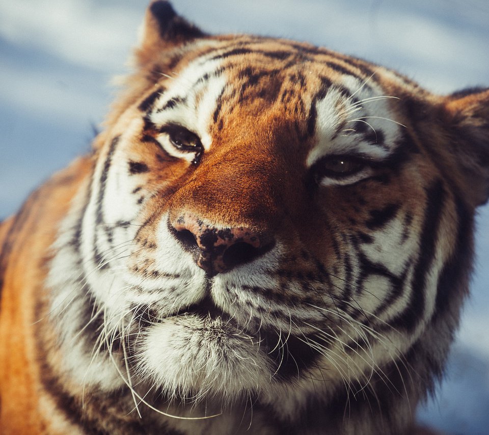 Обои тигр, взгляд, хищник, амурский, tiger, look, predator, amur разрешение 2048x1365 Загрузить