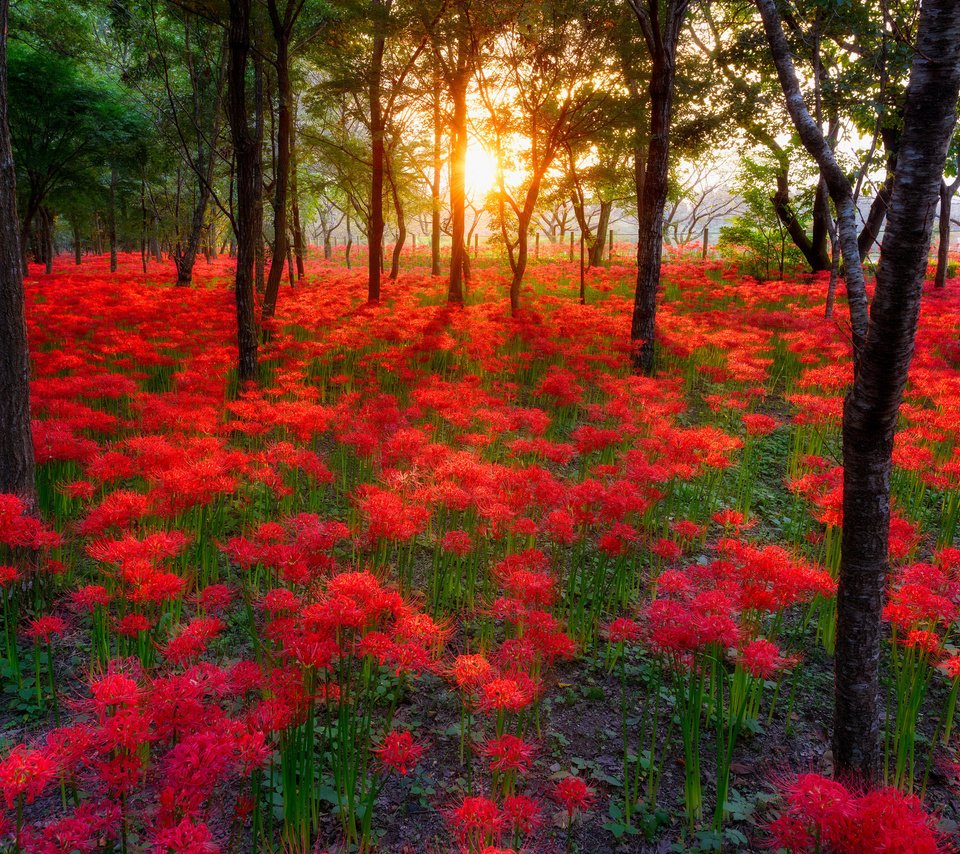 Обои небо, цветы, деревья, солнце, лес, пейзаж, the sky, flowers, trees, the sun, forest, landscape разрешение 2048x1367 Загрузить