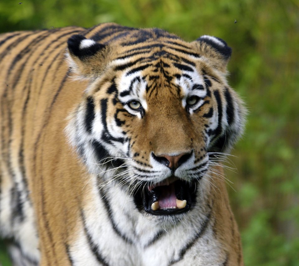 Обои тигр, морда, амурский, tiger, face, amur разрешение 1920x1281 Загрузить