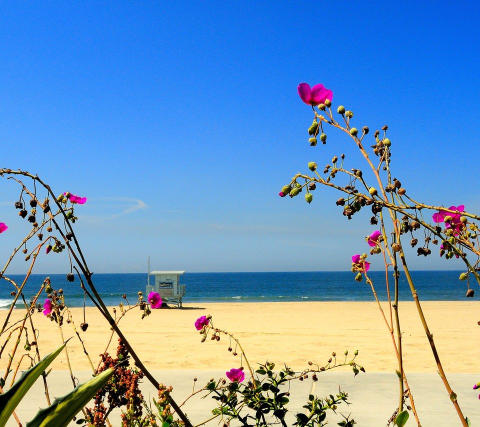 Обои небо, цветы, море, песок, пляж, the sky, flowers, sea, sand, beach разрешение 2048x1365 Загрузить