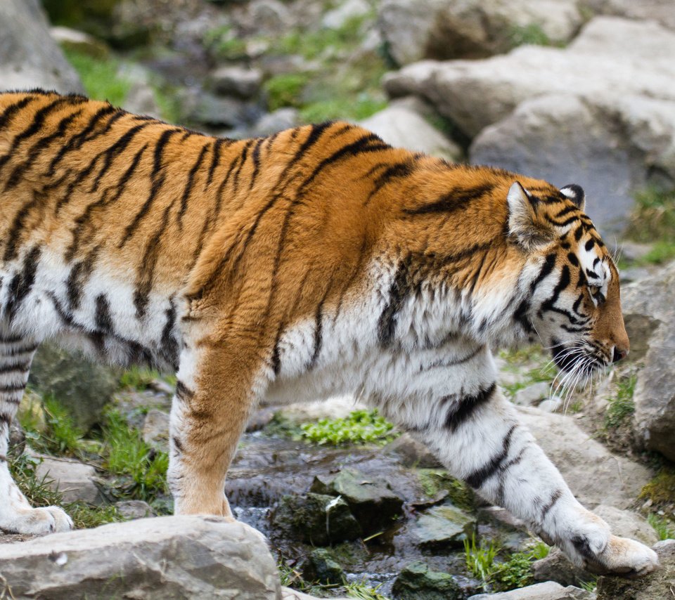 Обои тигр, хищник, зверь, амурский, tiger, predator, beast, amur разрешение 5184x3456 Загрузить