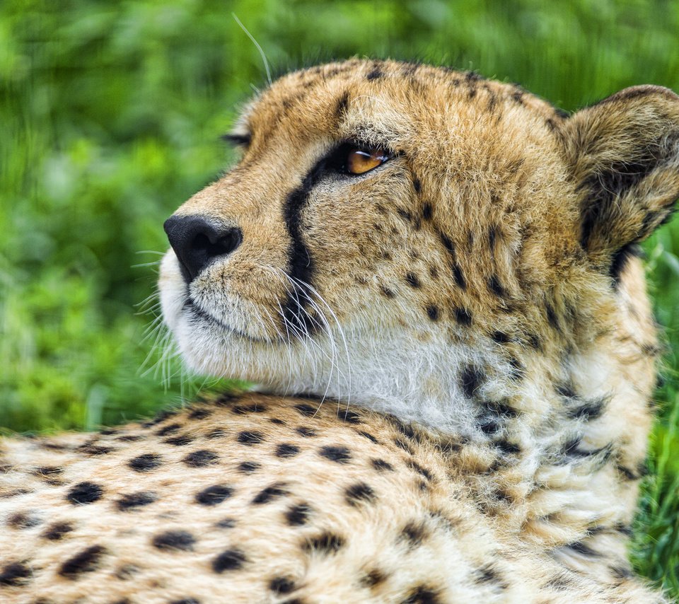 Обои хищник, гепард, лежит.морда, predator, cheetah, lies.face разрешение 1920x1278 Загрузить