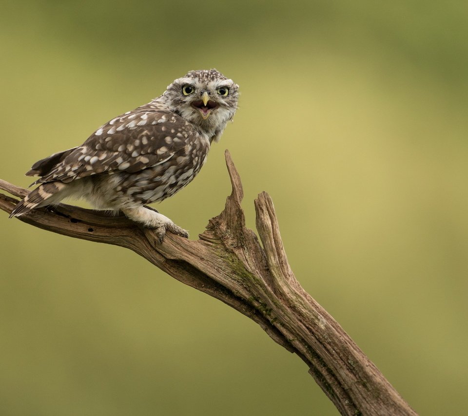 Обои сова, природа, птица, сыч, домовой сыч, owl, nature, bird, little owl разрешение 2047x1236 Загрузить