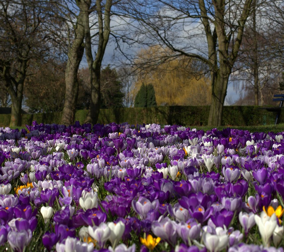 Обои цветы, парк, весна, flowers, park, spring разрешение 2560x1600 Загрузить