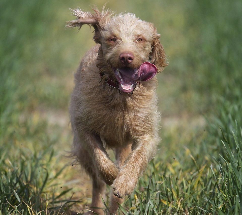 Обои природа, бег, ирландский волкодав, nature, running, the irish wolfhound разрешение 1920x1200 Загрузить