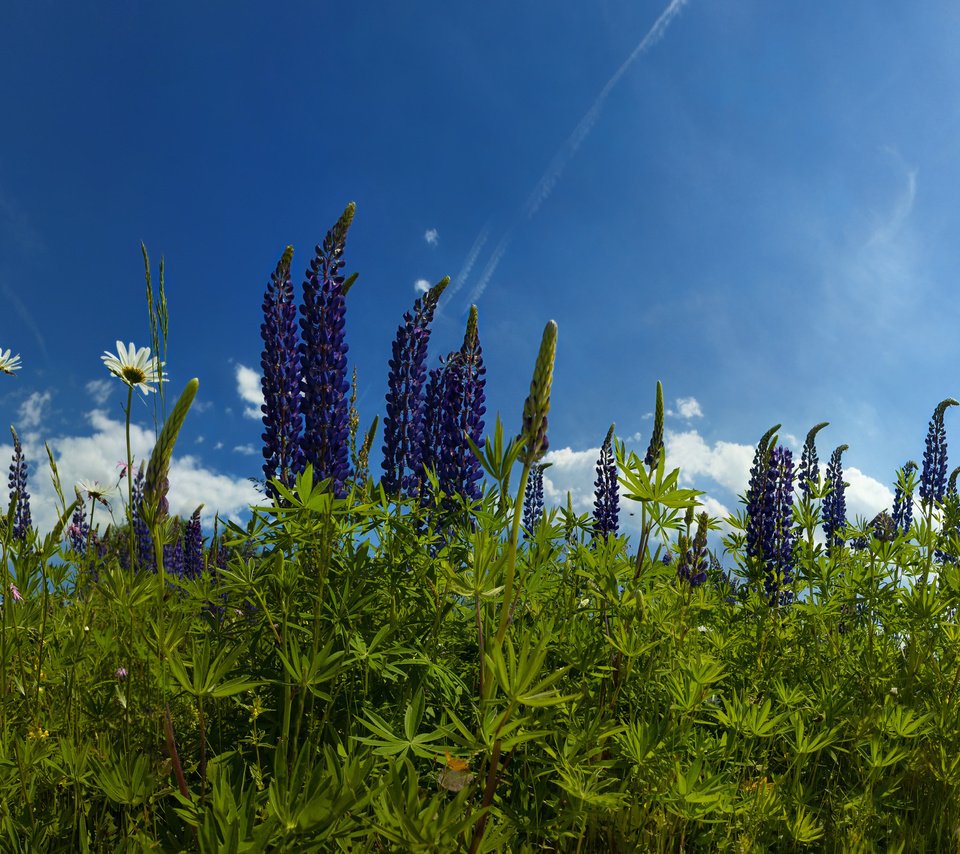 Обои небо, цветы, трава, облака, природа, ромашки, люпины, the sky, flowers, grass, clouds, nature, chamomile, lupins разрешение 2560x1588 Загрузить