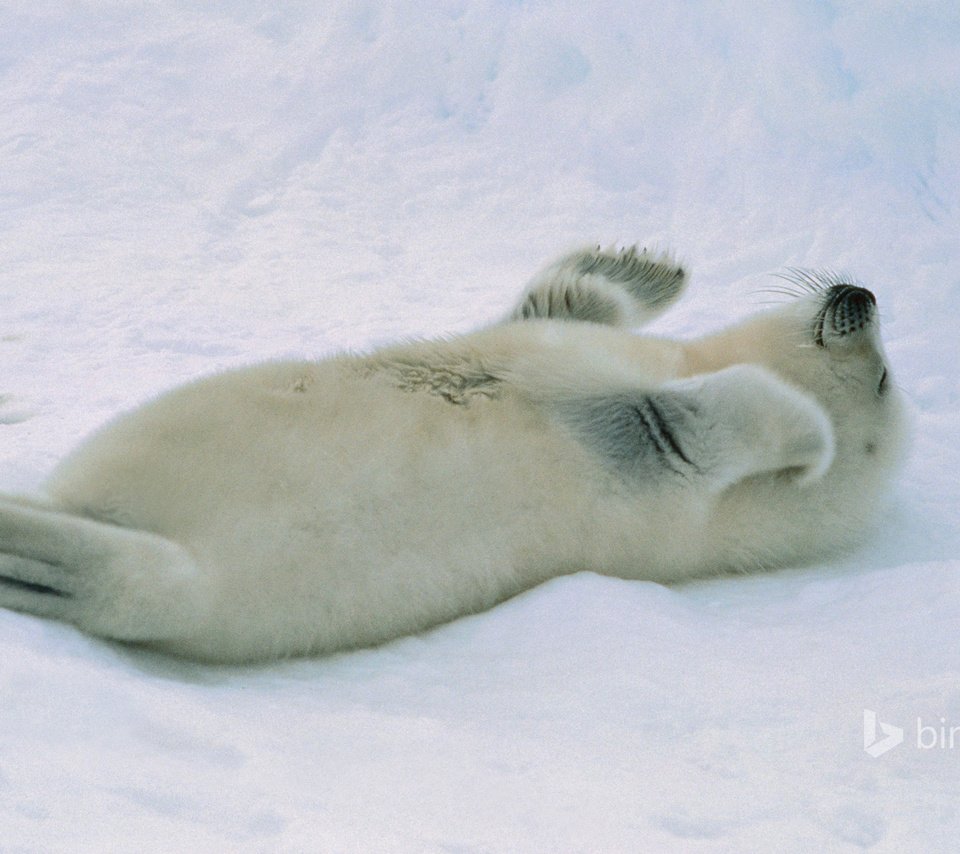 Обои снег, тюлень, детеныш, морской котик, белёк, snow, seal, cub, navy seal, belek разрешение 1920x1200 Загрузить