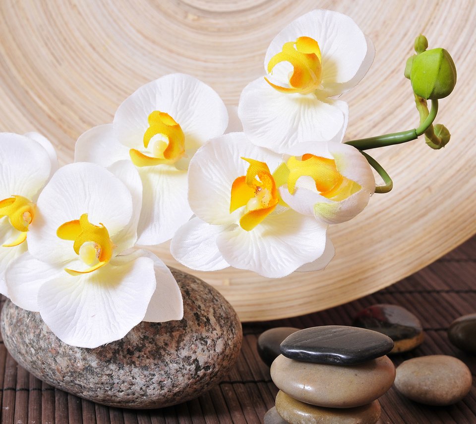 Обои белая, орхидея, камешки, white, orchid, pebbles разрешение 1920x1200 Загрузить