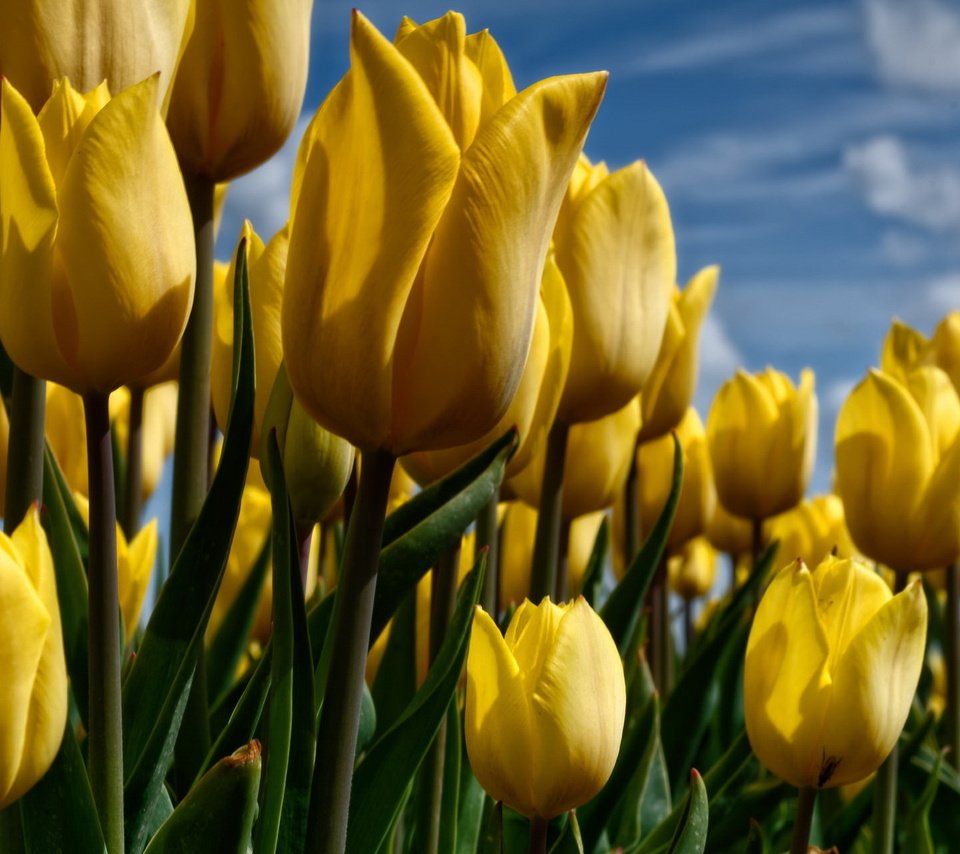 Обои небо, цветы, природа, тюльпаны, желтые, the sky, flowers, nature, tulips, yellow разрешение 1920x1200 Загрузить