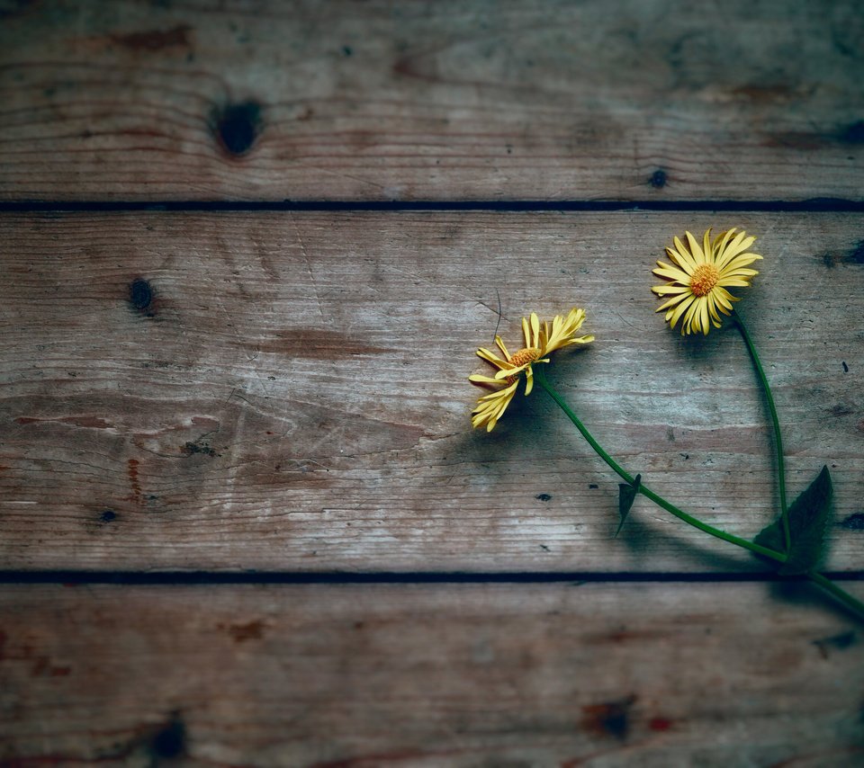 Обои цветы, дерево, фон, ромашки, желтые, flowers, tree, background, chamomile, yellow разрешение 2048x1365 Загрузить