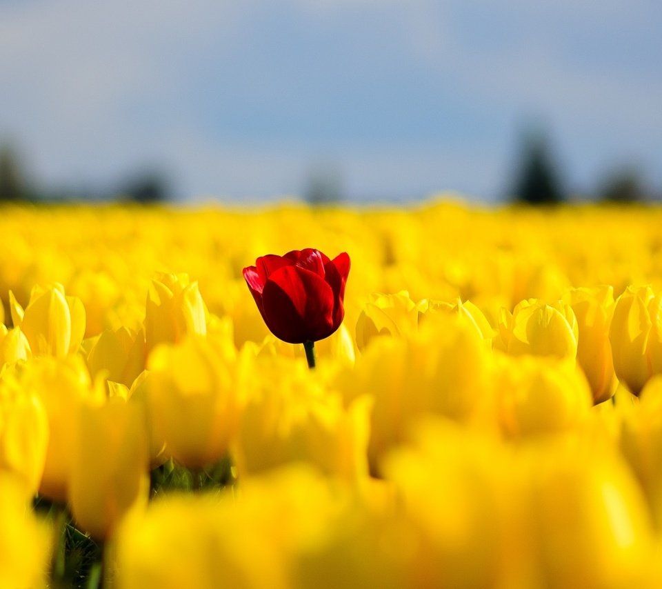 Обои цветы, поле, красный, весна, тюльпаны, желтые, flowers, field, red, spring, tulips, yellow разрешение 2046x1306 Загрузить