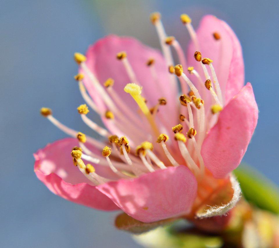 Обои небо, цветок, лепестки, сад, тычинки, весна, the sky, flower, petals, garden, stamens, spring разрешение 2048x1362 Загрузить