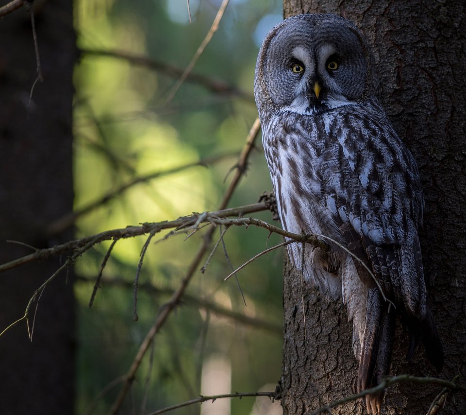 Обои сова, дерево, лес, птица, неясыть,   сова, owl, tree, forest, bird разрешение 2048x1337 Загрузить