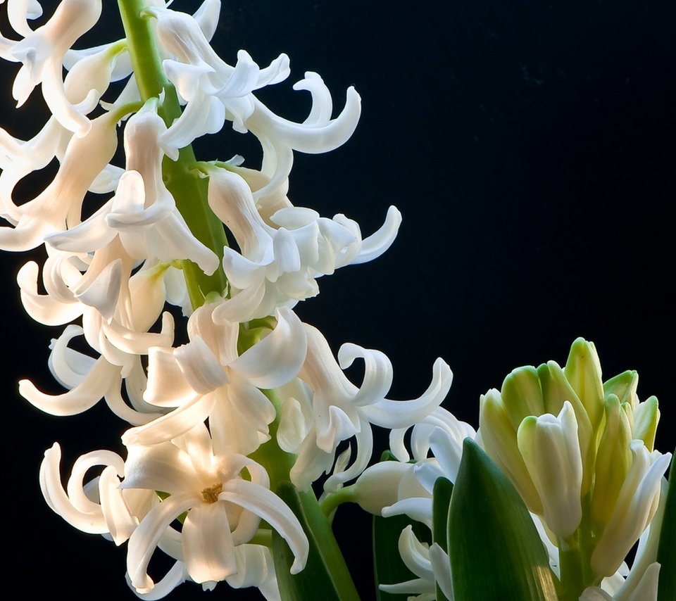 Обои цветы, весна, черный фон, белые, гиацинт, anna verdina, flowers, spring, black background, white, hyacinth разрешение 1920x1280 Загрузить