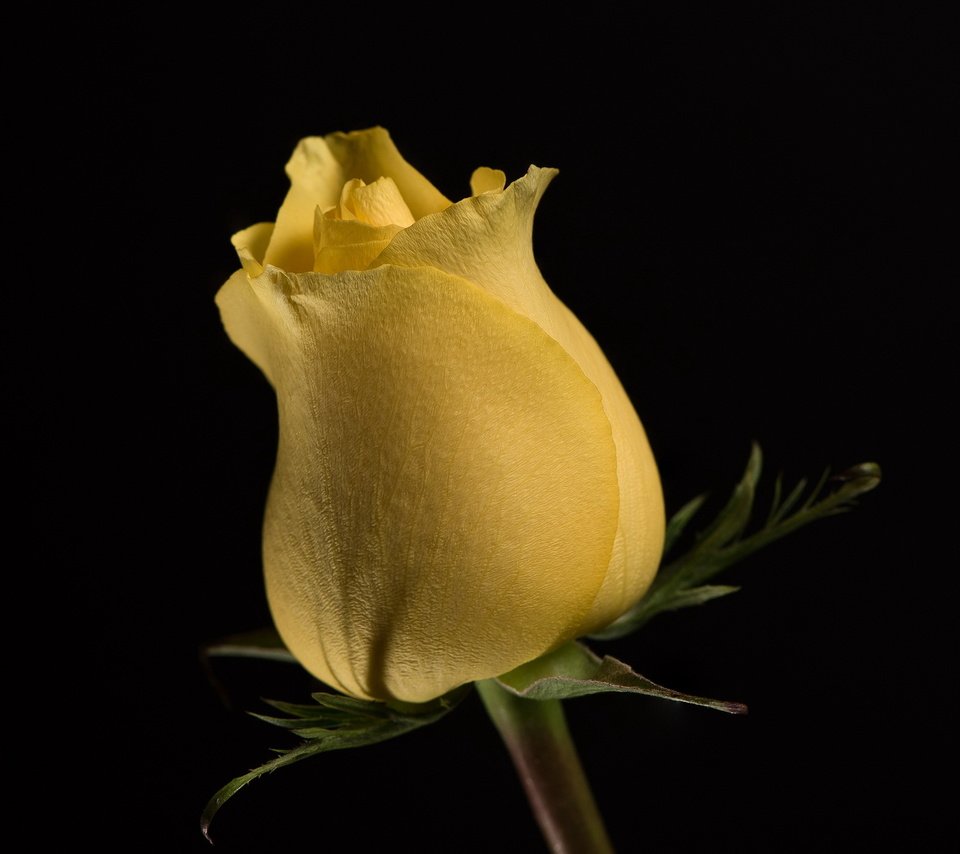 Обои цветок, роза, бутон, черный фон, жёлтая, цветком, flower, rose, bud, black background, yellow разрешение 2560x1600 Загрузить